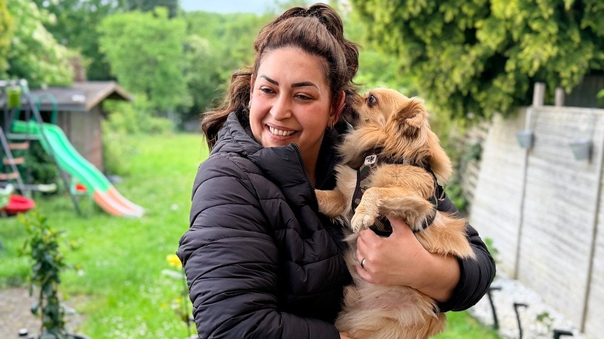Almanya'da köpek sahiplerine yeni kural: Sorumluluk sigortası yaptırılacak
