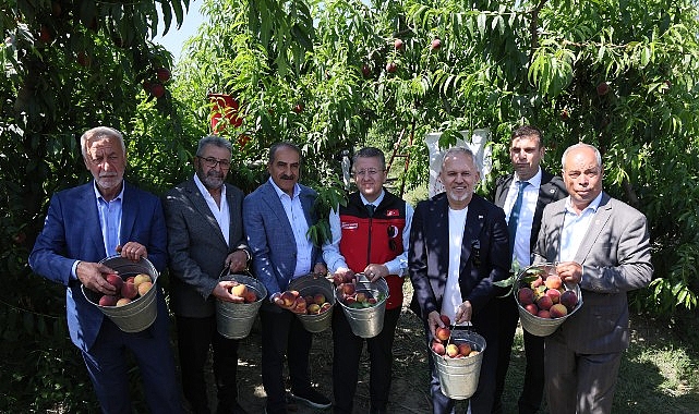 Şeftali ve nektarinde hasat zamanı