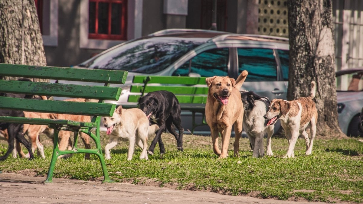 Sözde hayvanseverden ilginç talep: Kurban yerine mama alalım