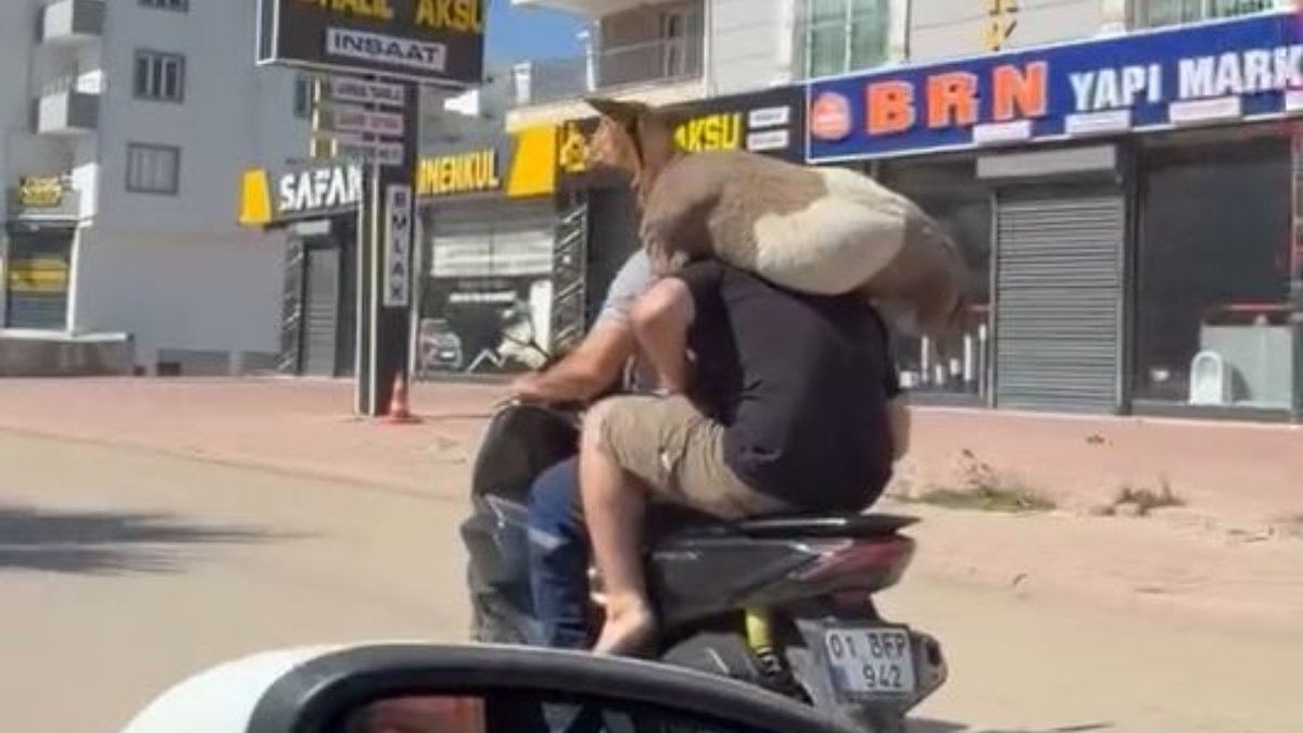 Adana’da motosiklet arkasında kurban taşıdı