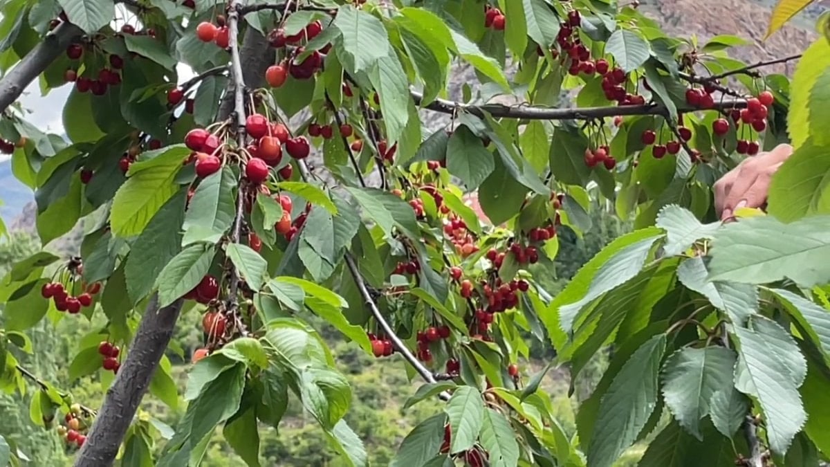 Artvin'de çiftçilerin kiraz mesaisi başladı