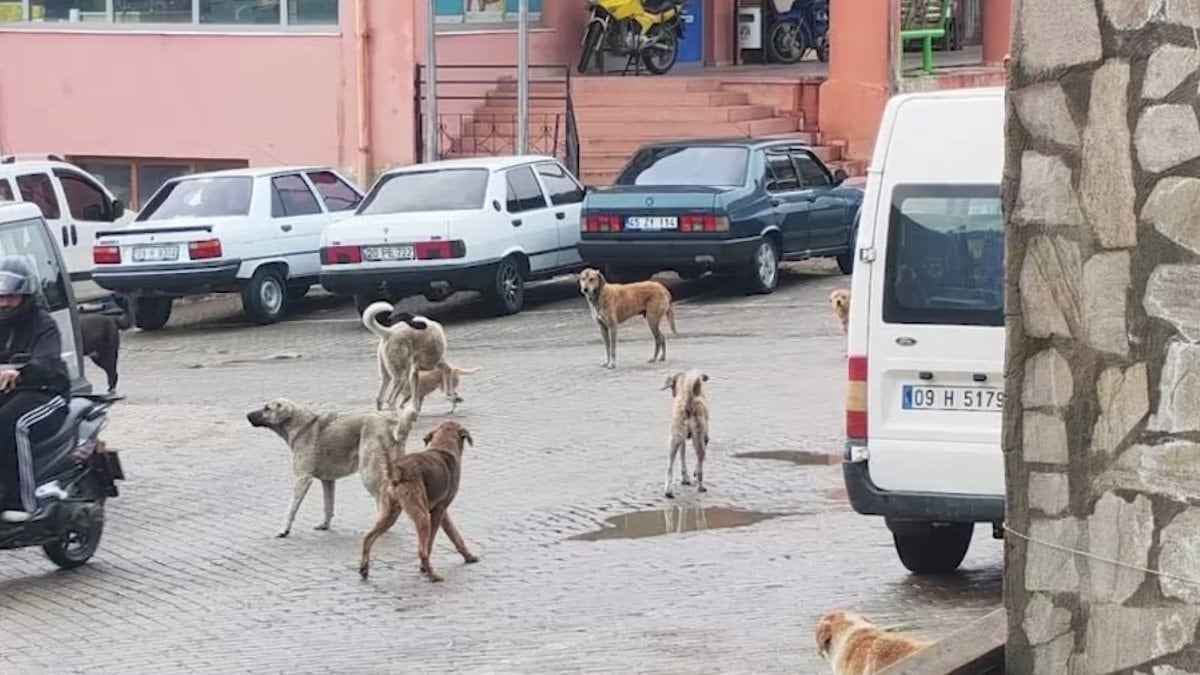 Aydın'da köpek saldırısı: Oğlunu kurtaran anne kampanya başlattı