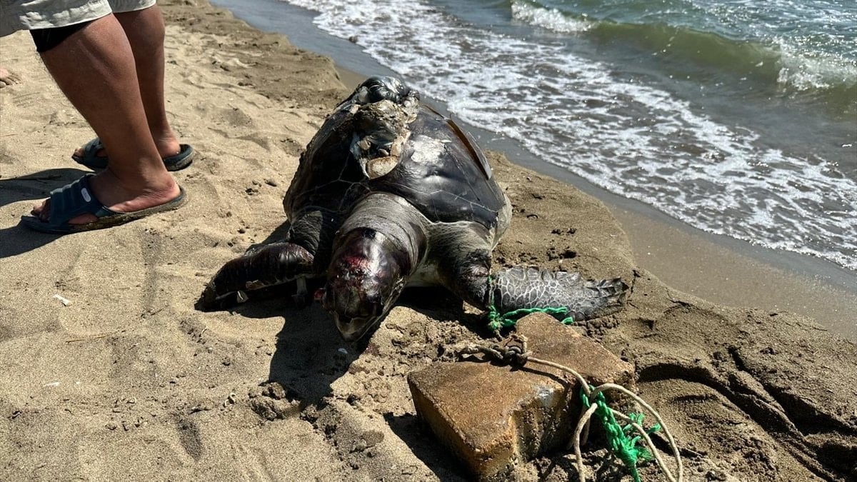 İzmir'de yüzgecine parke taşı bağlanmış ölü deniz kaplumbağası bulundu