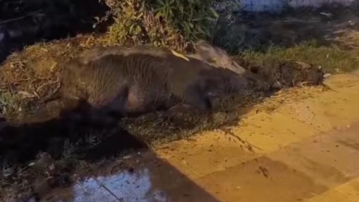 Kuşadası'nda yaban domuzları çamur banyosunda