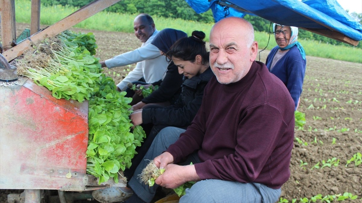 Samsun Bafra'da tütün hasadı için geri sayım başladı
