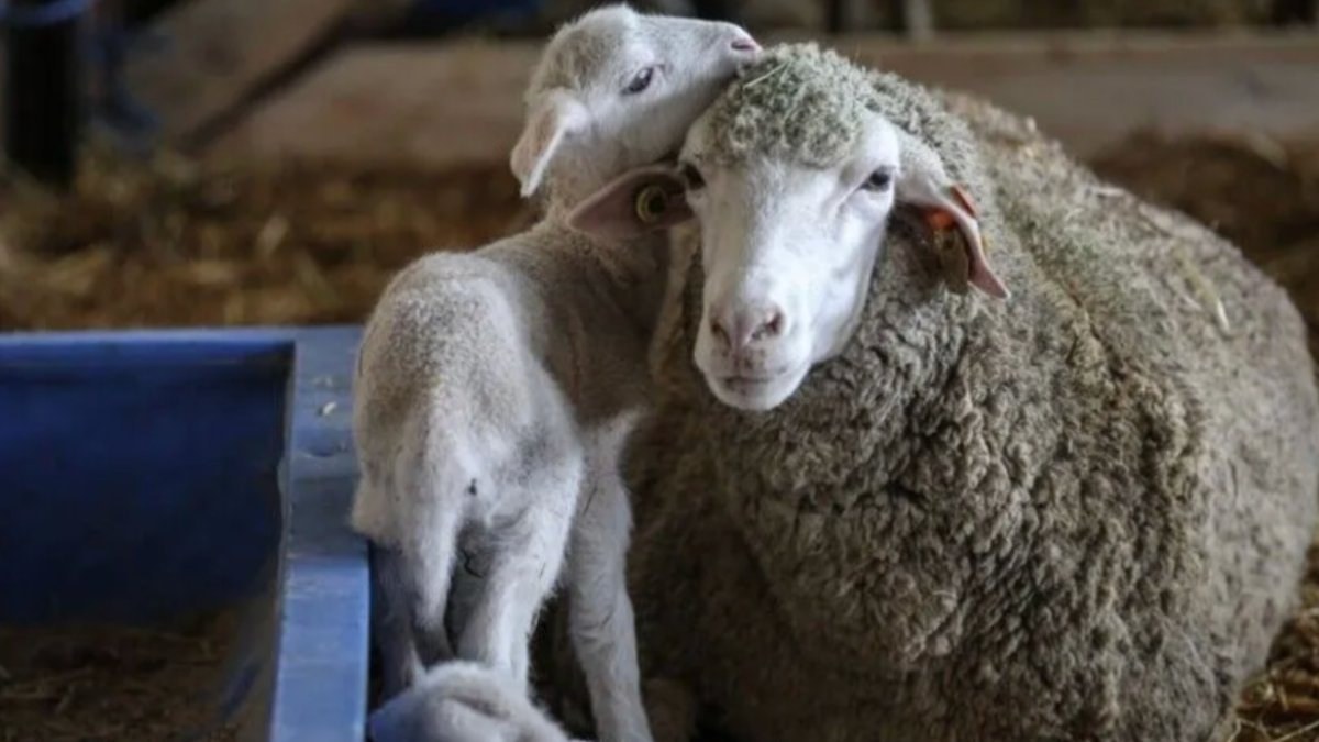 Altınova TİGEM'den 60 bin kilogram merinos yapağı satışı