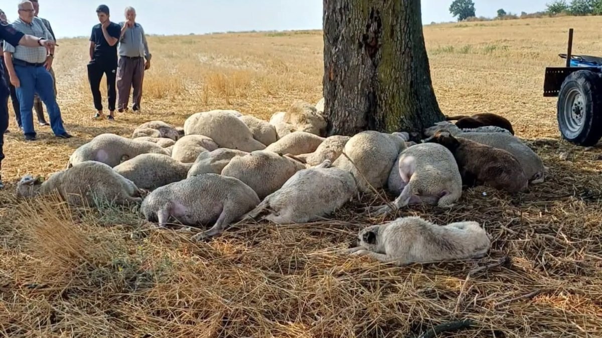 Edirne’de yıldırım düşen ağacın altındaki 30 koyun öldü