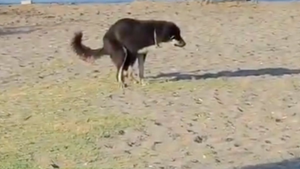 İzmir'de başıboş hasta köpeğin sahilde dışkılaması tepki çekti