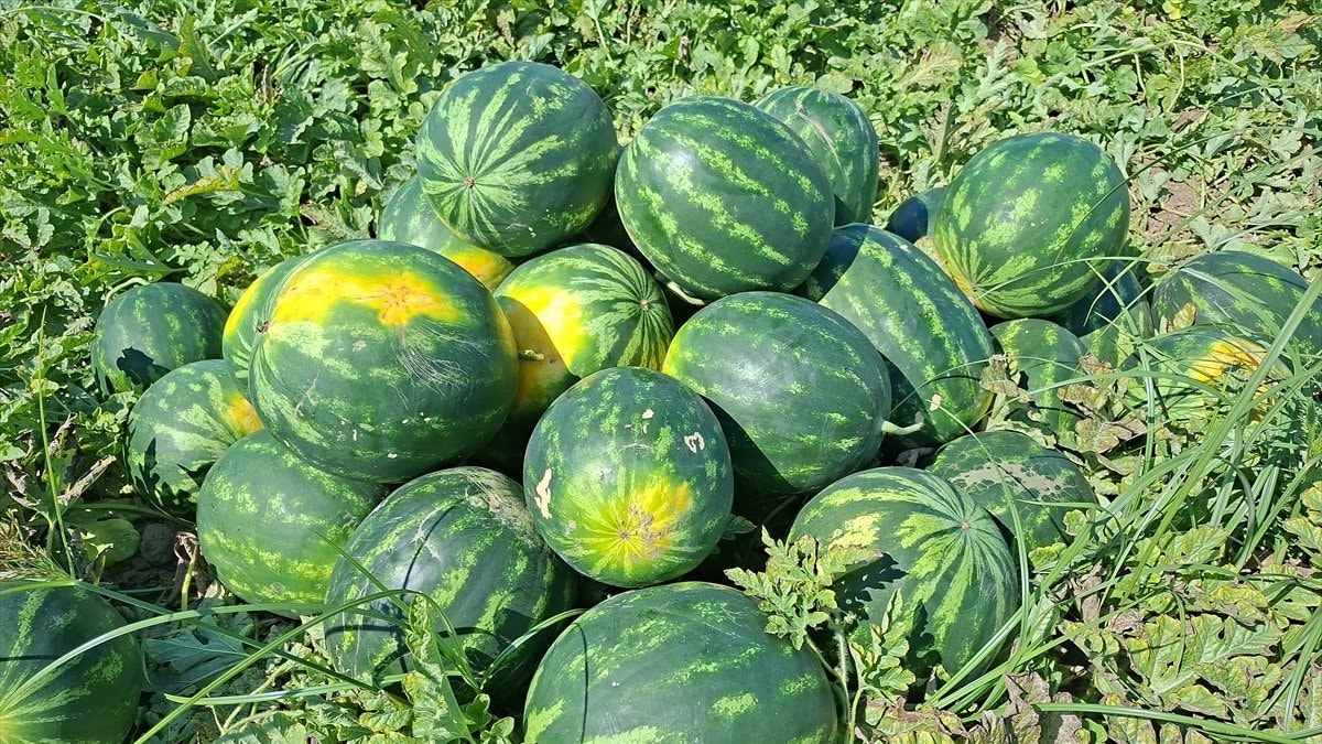 Samsun Bafra Ovası'nda karpuz hasadı devam ediyor