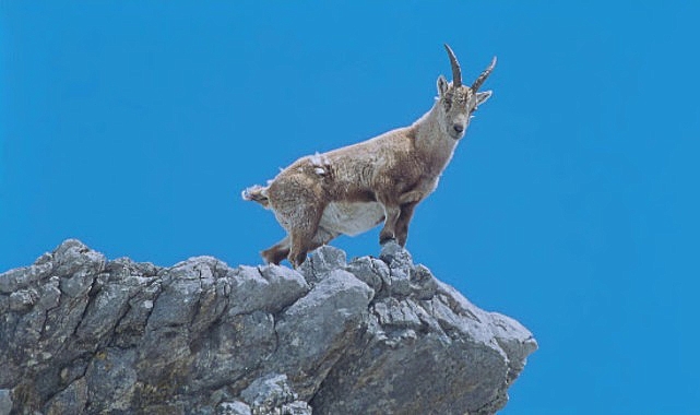 4 Bölümlük 'Almanya'nın Büyülü Dağları', 5 ve 12 Eylül Cumartesi Saat 21.00'de İki Bölüm Art Arda National Geographic WILD Ekranlarında!