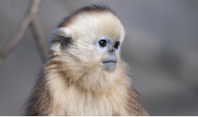İzleyicileri Masalsı Bir Dünyaya Götürecek Olan 'Çin'in Gizli Krallıkları Özel', 15 Eylül Salı Saat 20.00'de İlk Bölümüyle National Geographic WILD Ekranlarında!