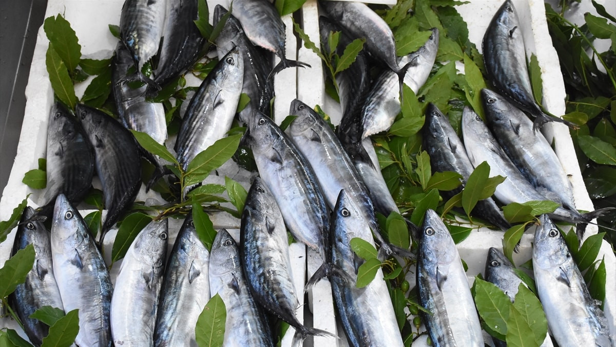 Karadeniz'de yeni sezon palamut bereketiyle başladı