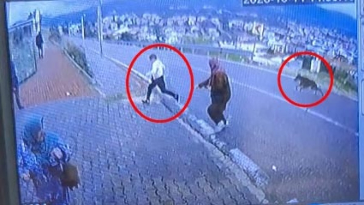 Bursa'da başıboş köpekten kaçan bir çocuk bacağını kırdı