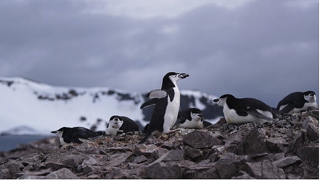 'Penguen Dünyası', 7 Ekim Çarşamba Saat 20.00'de National Geographic WILD Ekranlarında!
