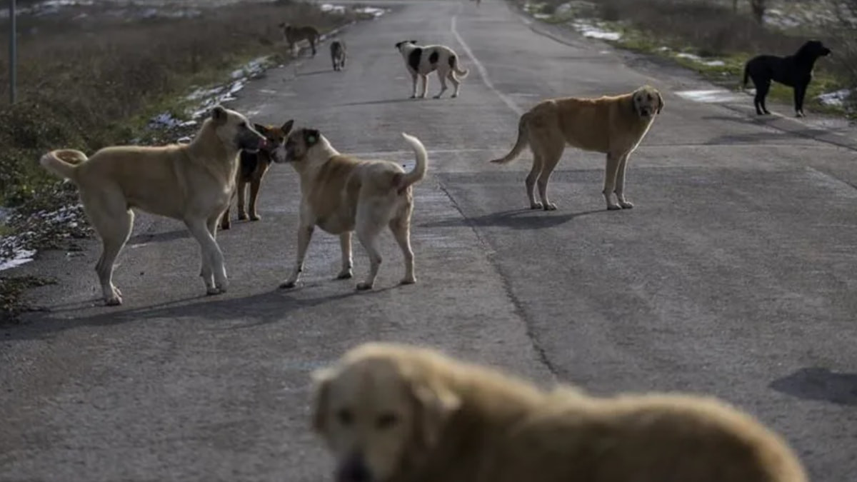 Türkiye genelindeki sokak köpeklerinin yüzde 99,9'u toplandı